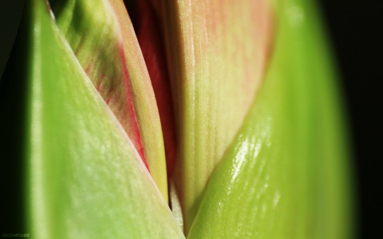 Fonds d'cran Nature Fleurs Bec d'amarilys