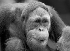 Fonds d'cran Animaux Orang Outan en noir et blanc