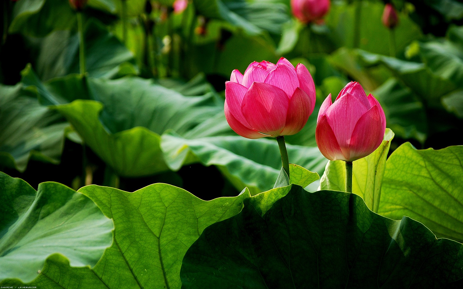 Fonds d'cran Nature Fleurs Couple de lotus