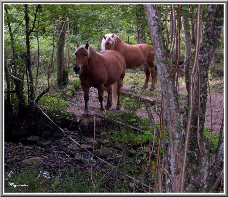 Fonds d'cran Animaux Chevaux A l'ombre des arbres.