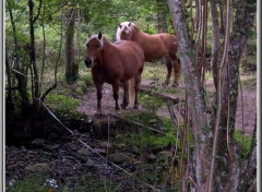 Fonds d'cran Animaux A l'ombre des arbres.