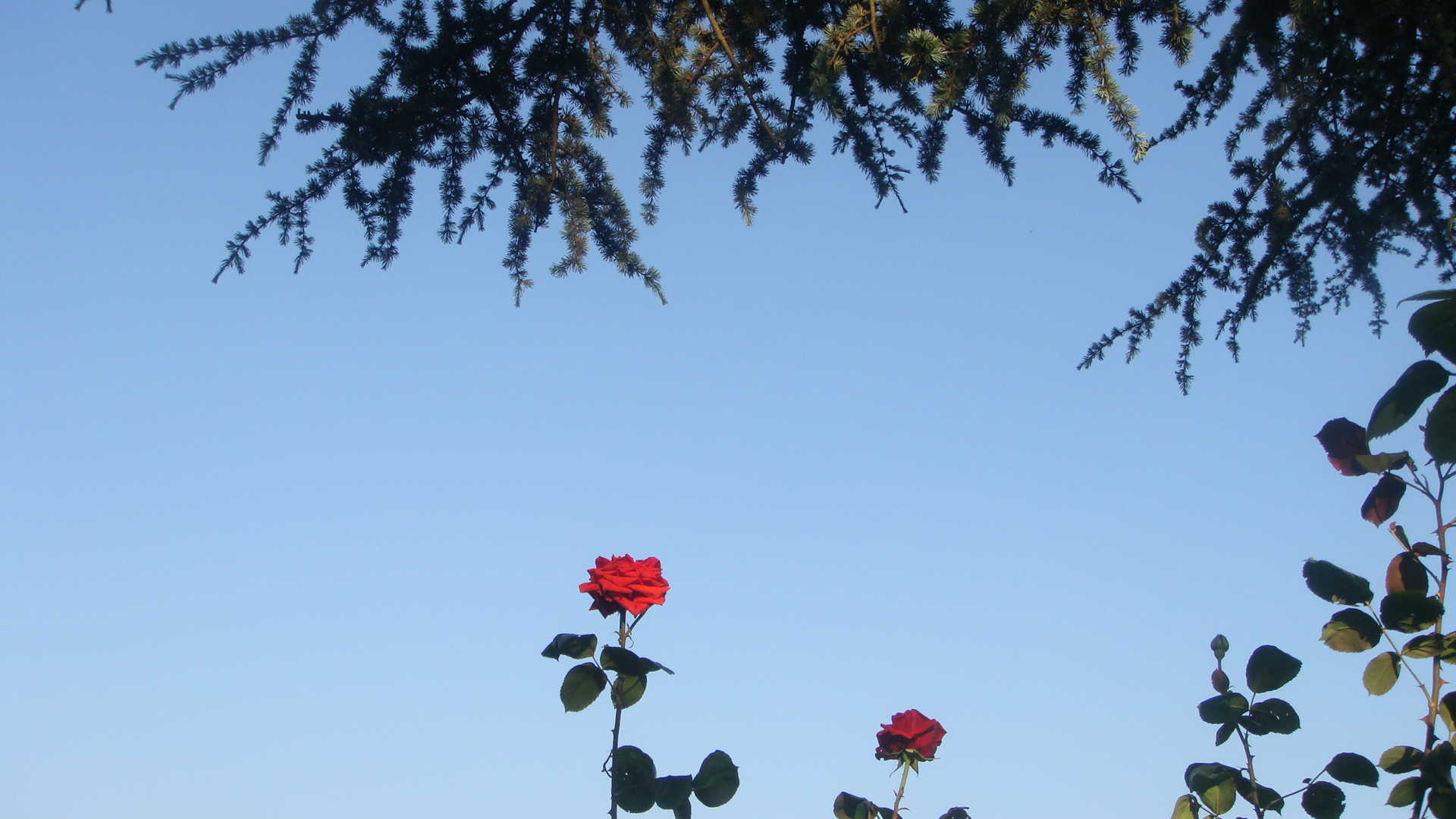 Fonds d'cran Nature Fleurs 