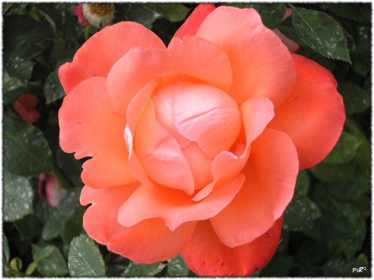 Fonds d'cran Nature Fleurs Rose 1