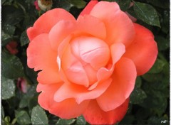 Fonds d'cran Nature Rose 1