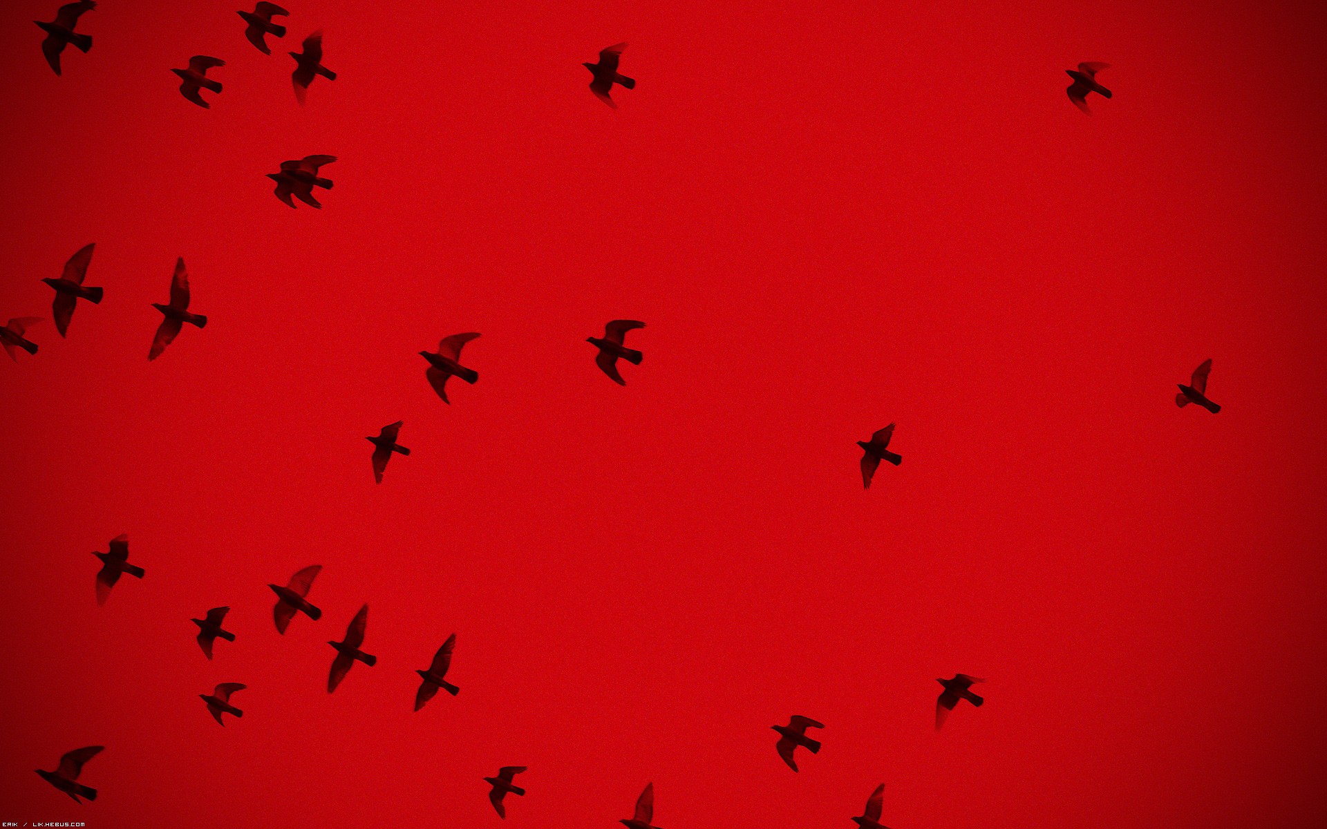 Fonds d'cran Animaux Oiseaux - Divers Silhouettes sur un ciel rouge