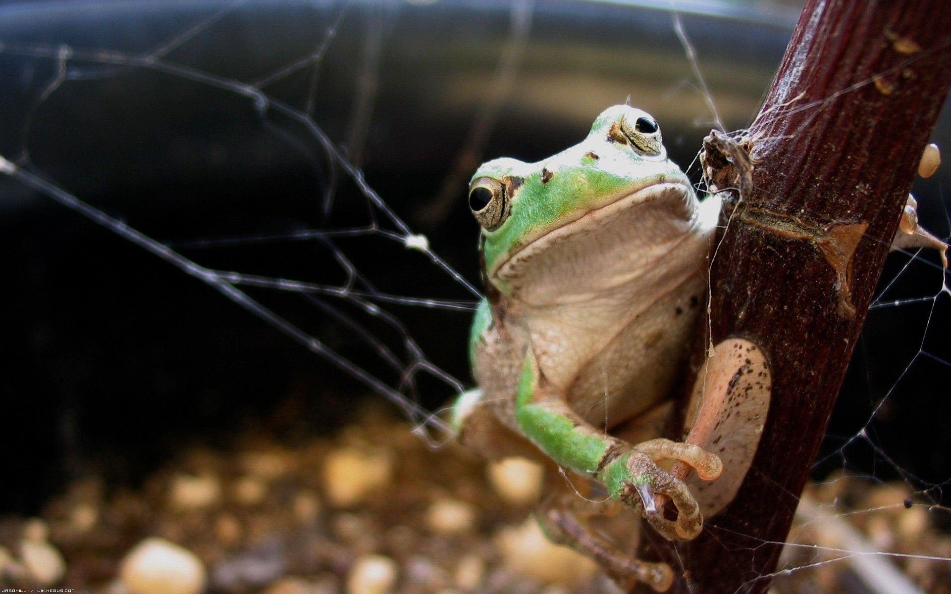 Wallpapers Animals Frogs - Toads Grenouille entoile