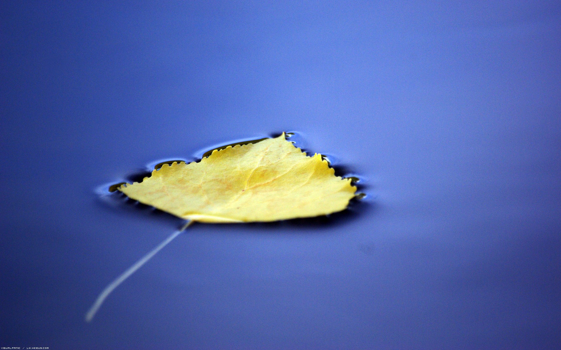 Wallpapers Nature Leaves - Foliage Feuille  fleur d'eau