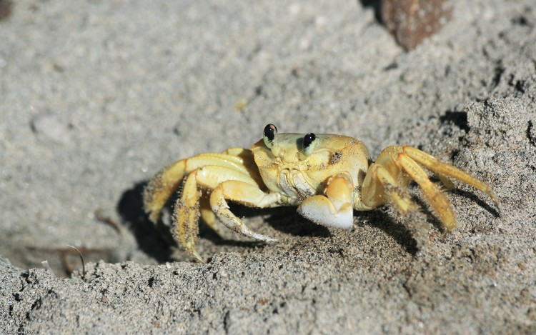 Fonds d'cran Animaux Vie marine - Crustacs Gros plan d'un petit crabe