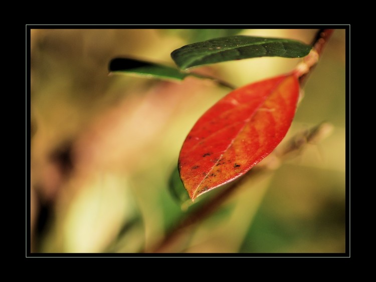 Wallpapers Nature Leaves - Foliage Feuille d'hiver