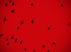 Fonds d'cran Animaux Silhouettes sur un ciel rouge