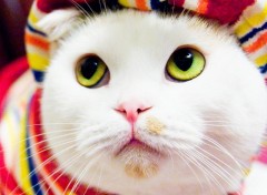 Fonds d'cran Animaux Chat blanc fashion