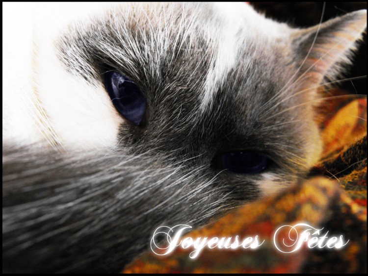 Wallpapers Animals Cats - Kittens Joyeuses Ftes !