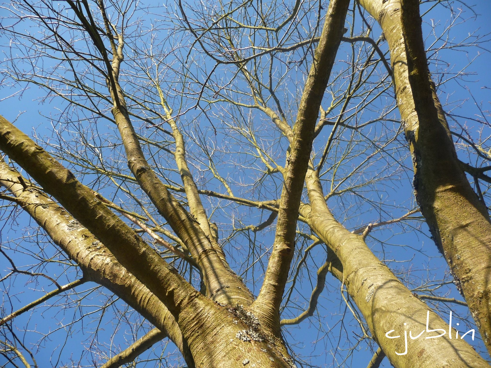 Fonds d'cran Nature Arbres - Forts  en perdre l'quilibre