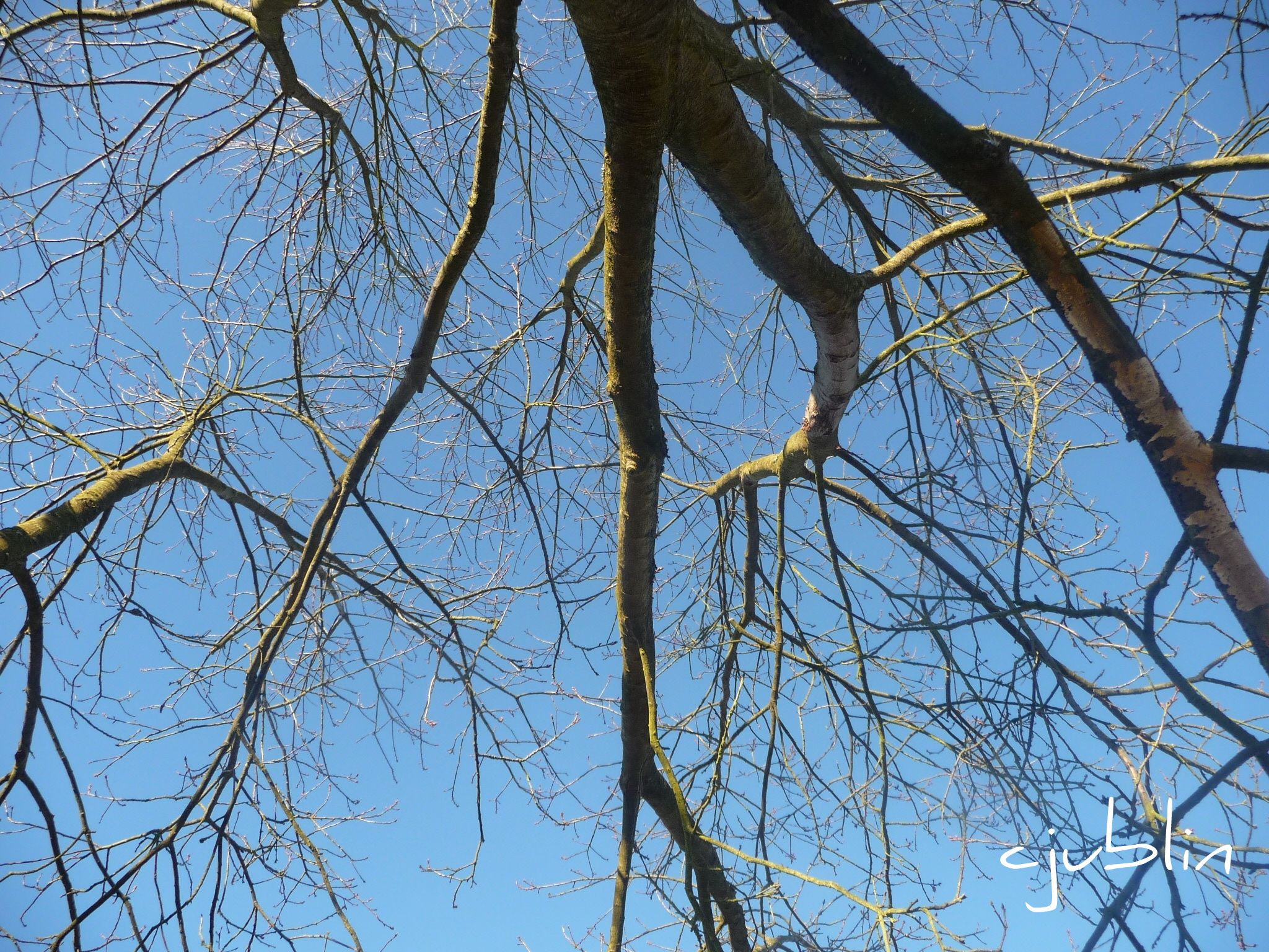 Fonds d'cran Nature Arbres - Forts on dirait des clairs