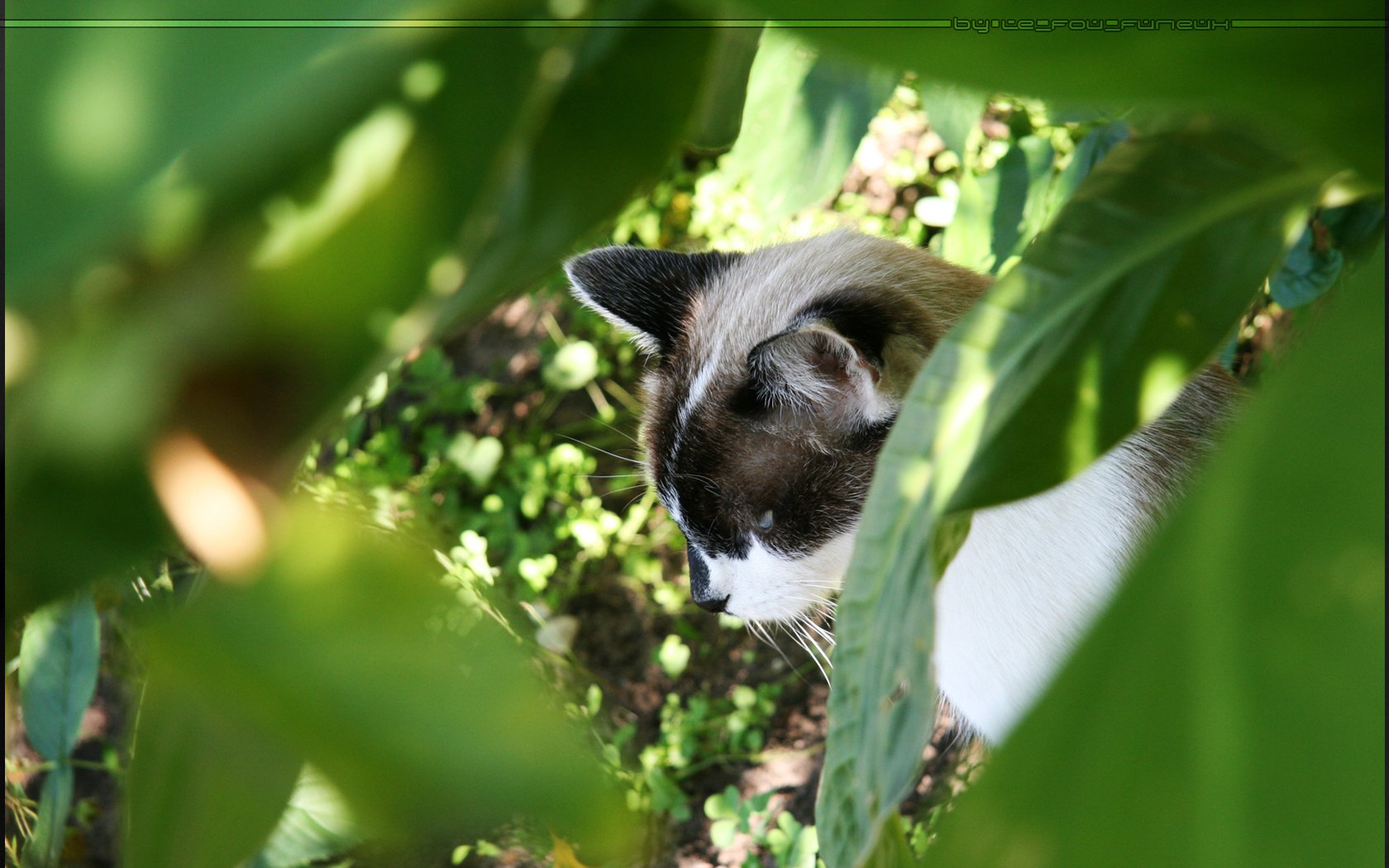 Fonds d'cran Animaux Chats - Chatons Mon chat : E.T.