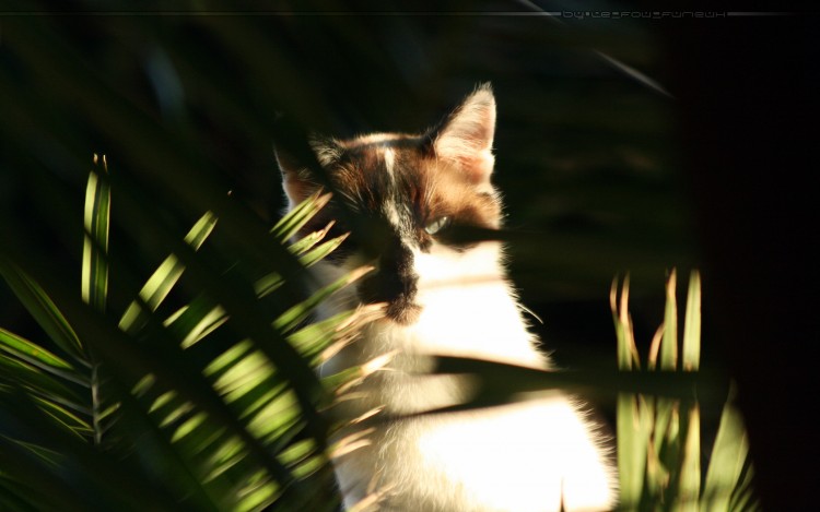 Fonds d'cran Animaux Chats - Chatons Mon chat : E.T.