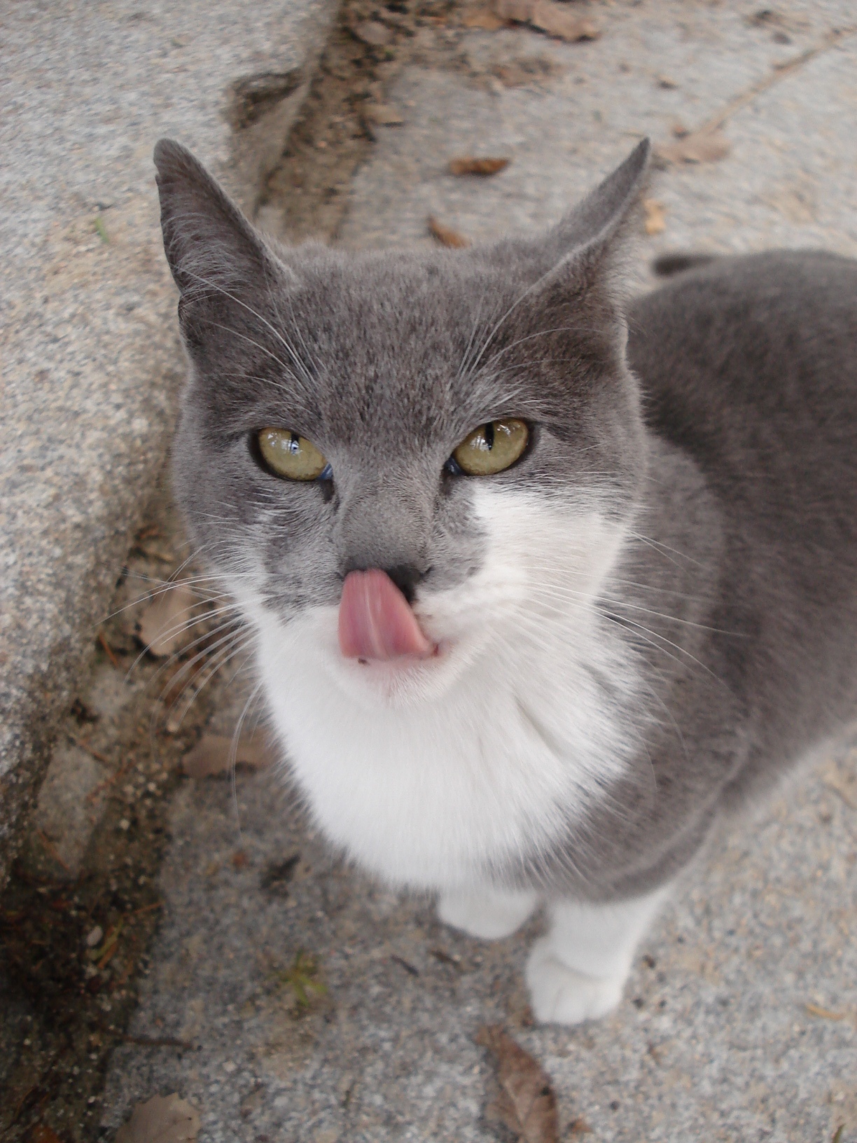 Fonds d'cran Animaux Chats - Chatons Un chat au jardin