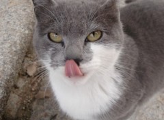 Fonds d'cran Animaux Un chat au jardin