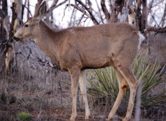 Fonds d'cran Animaux Image sans titre N221547