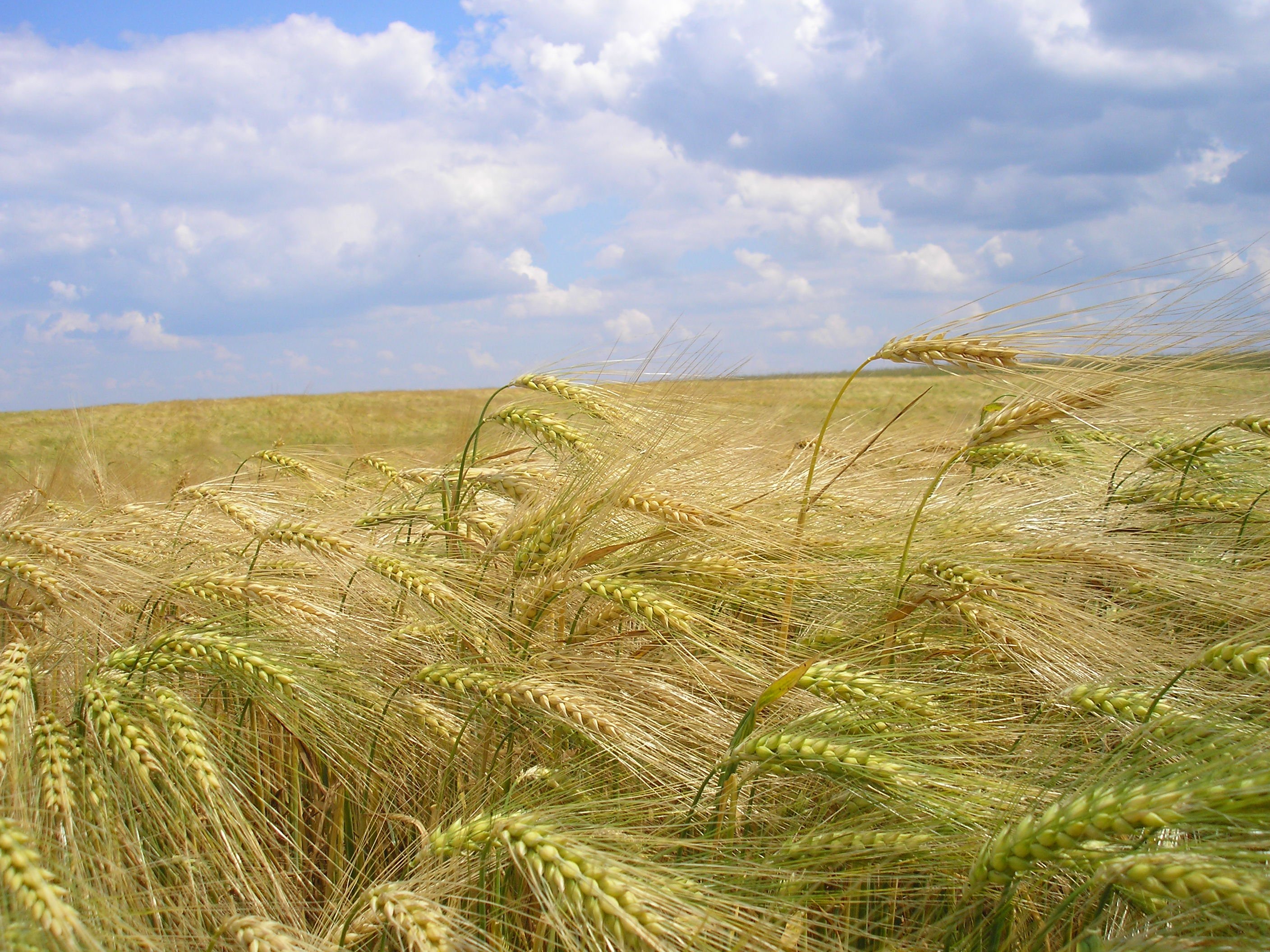 Wallpapers Nature Fields 