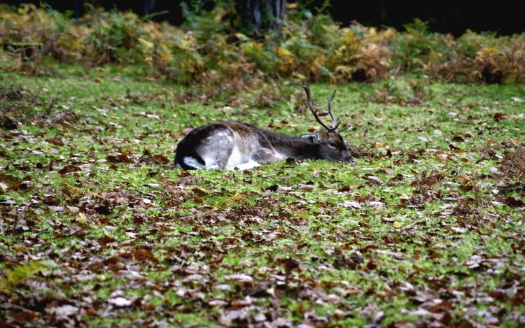 Wallpapers Animals Cervids Le repos d'une biche