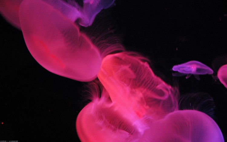 Wallpapers Animals Sealife - Jellyfish Mduses colores