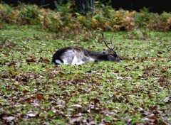 Fonds d'cran Animaux Le repos d'une biche