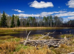 Fonds d'cran Nature Le Ravage