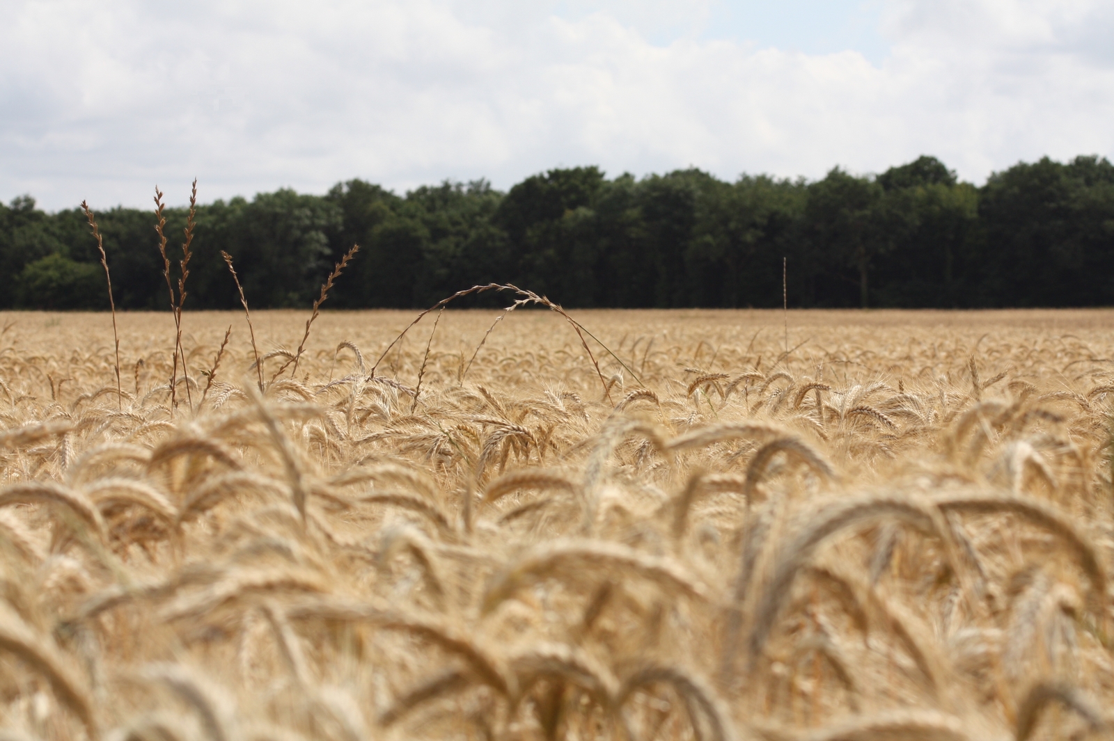 Wallpapers Nature Fields Champ de Bl