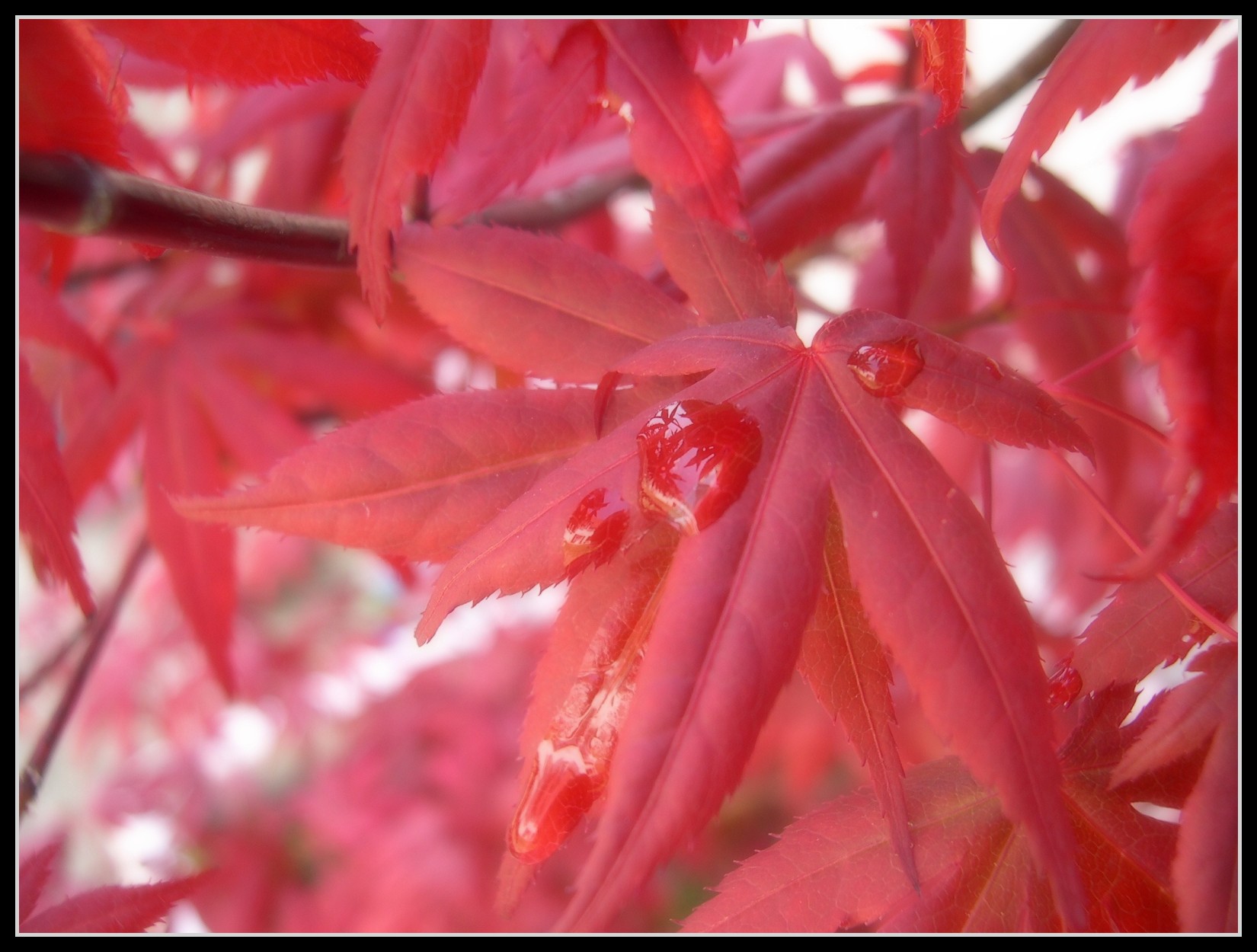 Wallpapers Nature Leaves - Foliage Erable rouge