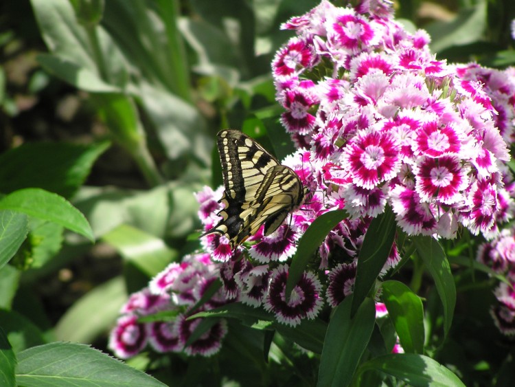 Fonds d'cran Animaux Insectes - Papillons Macaone(01)