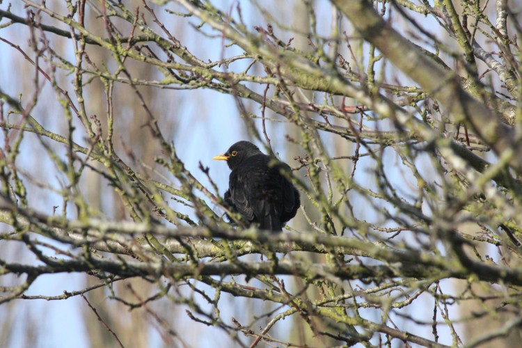 Fonds d'cran Animaux Oiseaux - Merles Merle sur un prunier