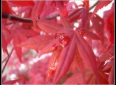 Fonds d'cran Nature Erable rouge