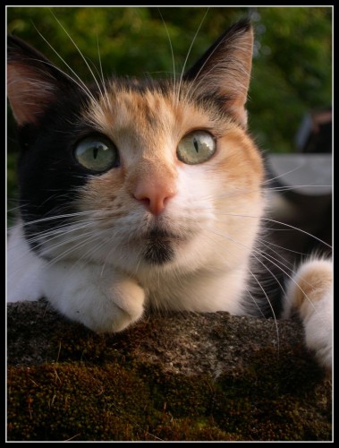 Wallpapers Animals Cats - Kittens Regard de chat