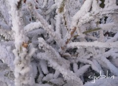 Fonds d'cran Nature et la neige tomba sur le sapin