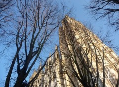 Fonds d'cran Constructions et architecture un arbre et la cathdrale discutent au soleil