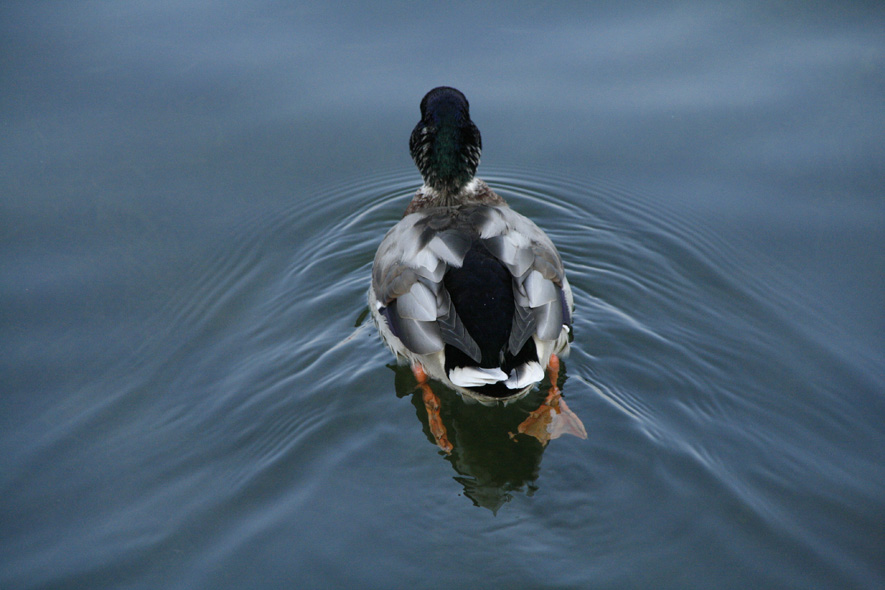 Fonds d'cran Animaux Oiseaux - Canards Colvert 