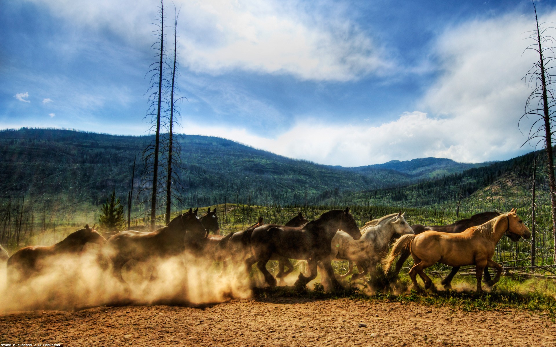 Fonds d'cran Animaux Chevaux Troupeau de chevaux