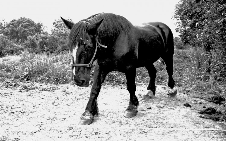 Fonds d'cran Animaux Chevaux L'talon noir