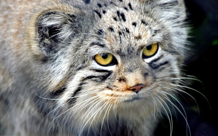 Fonds d'cran Animaux Chats - Chatons Flin d'intrieur