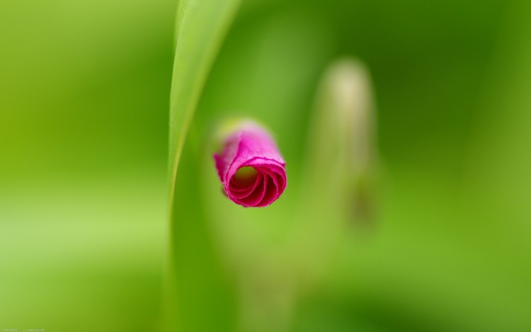 Wallpapers Nature Flowers Naissance