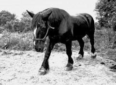 Fonds d'cran Animaux L'talon noir