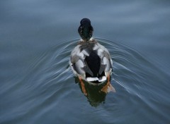 Fonds d'cran Animaux Colvert 