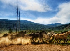 Fonds d'cran Animaux Troupeau de chevaux