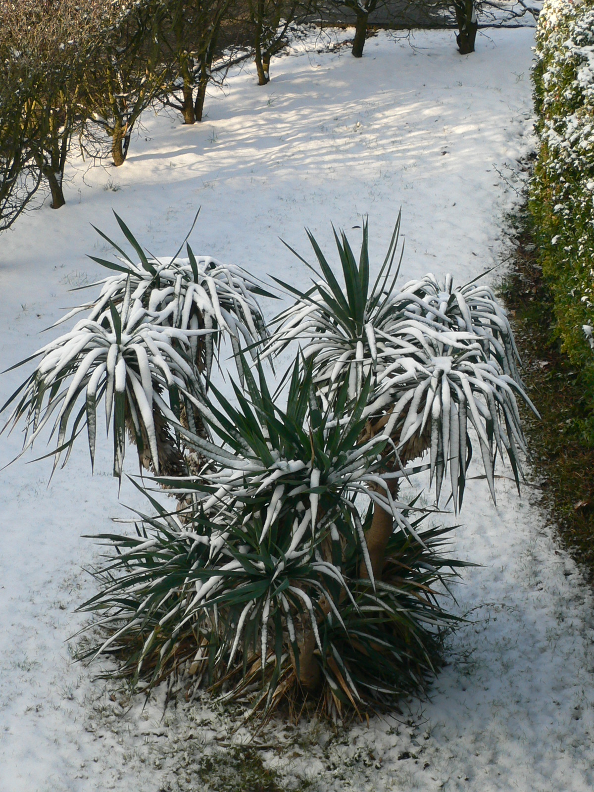 Fonds d'cran Nature Saisons - Hiver Le yucca a revtu un manteau de neige !