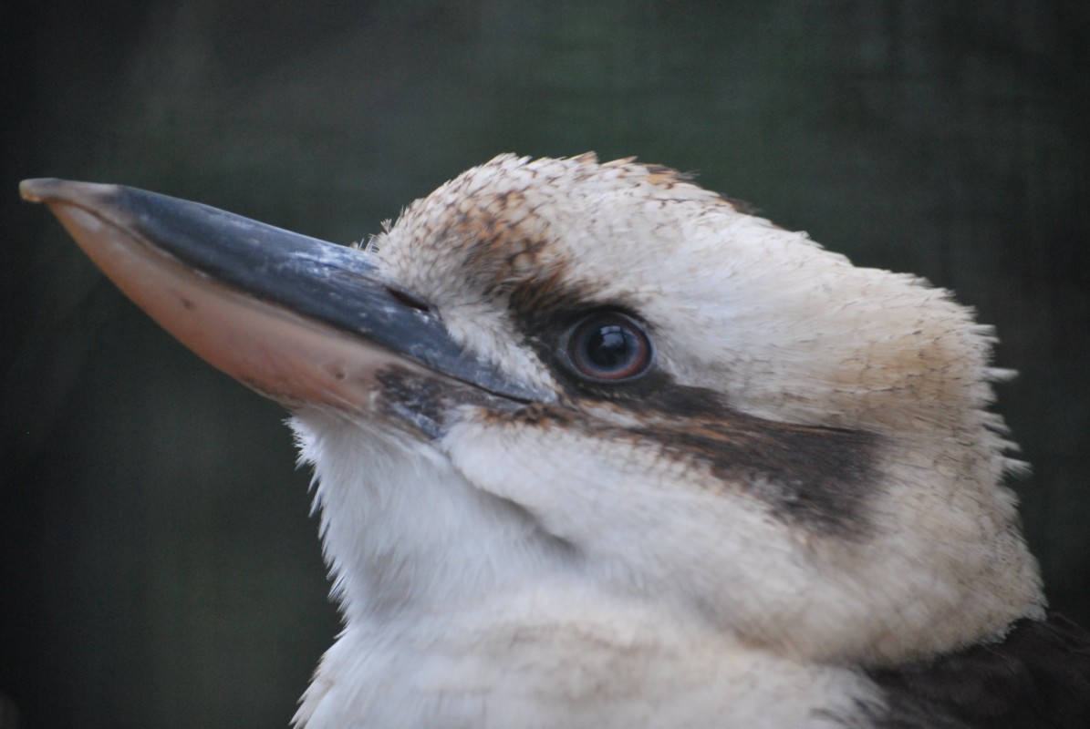 Fonds d'cran Animaux Oiseaux - Divers 