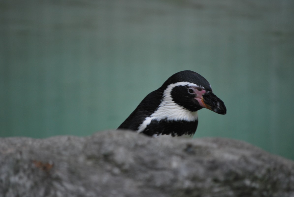 Fonds d'cran Animaux Oiseaux - Divers 