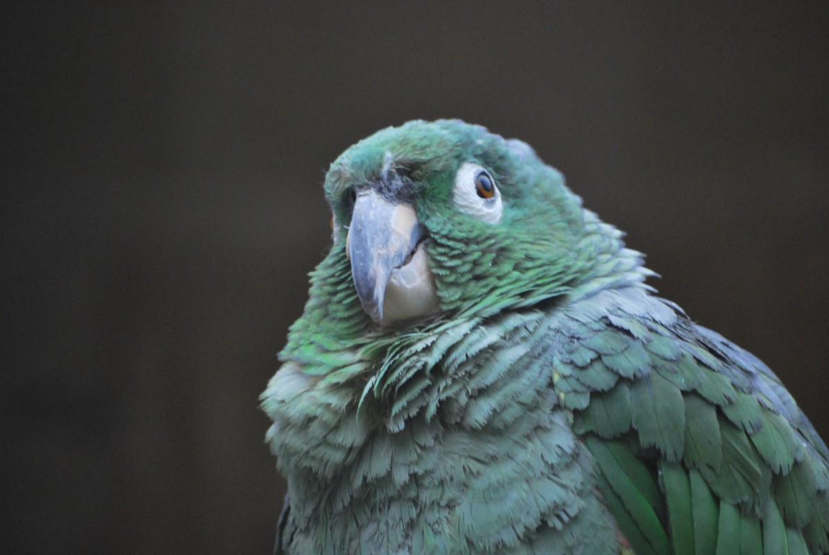 Wallpapers Animals Birds - Parrots 