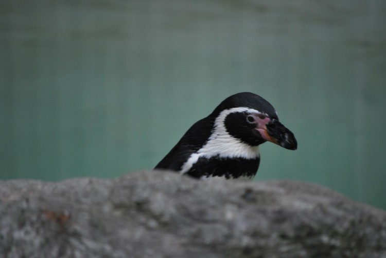 Fonds d'cran Animaux Oiseaux - Divers Wallpaper N222201