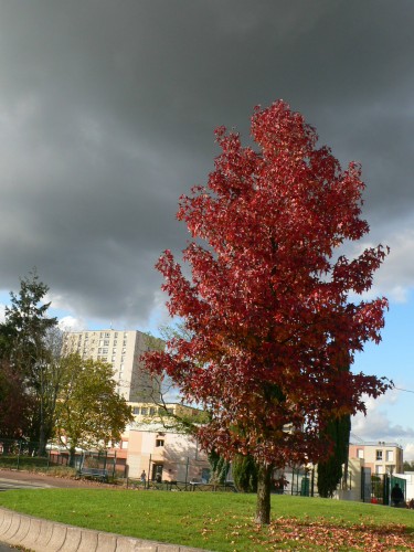 Fonds d'cran Nature Arbres - Forts Erable au feuillage automnal sur don de ciel menaant